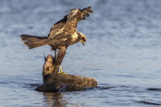 Western Marsh Harrier (Circus aeruginosus) female eating fish, Mecklenburg-Western Pomerania