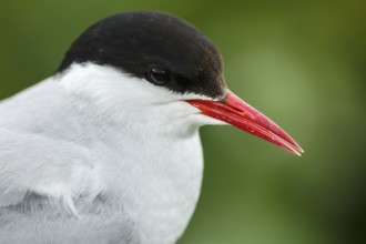 Arctic Tern (Sterna paradisaea), adult portrait, Farne Islands, United Kingdom