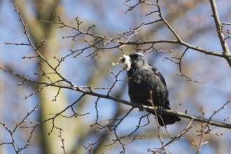 Western Jackdaw (Coloeus monedula) perched on a branch, Thuringia, Deutschland, Germany