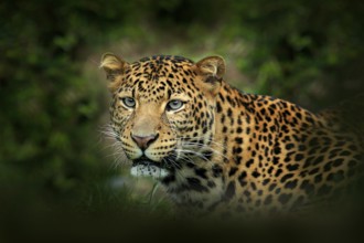 Far Eastern Amur leopard, Panthera pardus orientalis, detail portrait of wild cat in the nature
