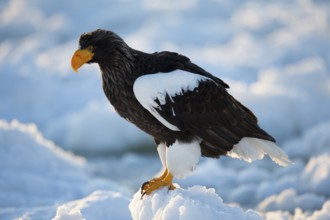 Steller's Sea Eagle (Haliaeetus pelagicus) on snow, Hokkaido, Japan