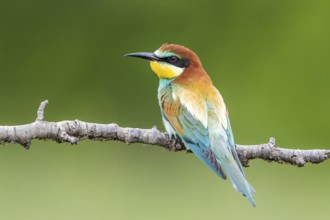 European Bee-eater (Merops apiaster) perched on a branch, Subotica, Serbia