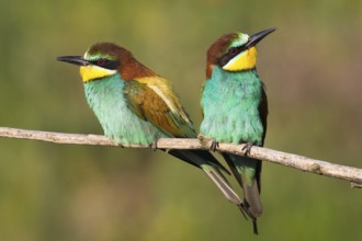 European Bee-eater (Merops apiaster) pair perched on a branch, Saxony-Anhalt, Germany