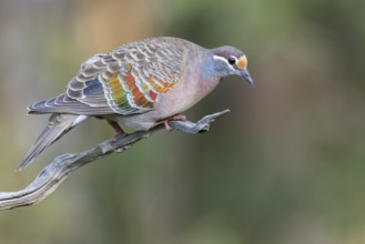 Common Bronzewing (Phaps chalcoptera) perched on a branch in eastern Australia