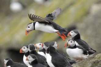 Atlantic Puffin (Fratercula arctica), Scotland, United Kingdom