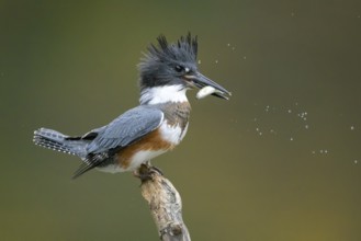 Belted Kingfisher (Megaceryle alcyon) female perched on a branch with a fish prey in its beak,
