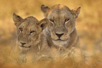 Africa wildlife, Cute lion cub with old brothert, African danger animal, Panthera leo, Khwai river,