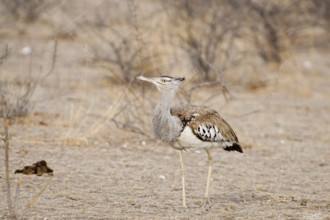 Kori Bustard (Ardeotis kori), Namibia