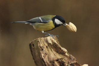 Great Tit (Parus major), Lower Saxony, Germany