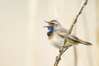 Bluethroat (Luscinia svecica cyanecula) male singing, Baden-Wuerttemberg, Germany