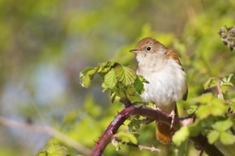 Common Nightingale (Luscinia megarhynchos), Baden-Wuerttemberg, Germany