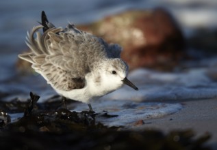 Sanderling (Calidris alba) foraging, Schleswig-Holstein, Germany