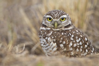 Burrowing Owl (Athene cunicularia), Florida, USA