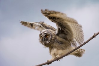 Long-eared Owl (Asio otus), Castile-La Mancha, Spain