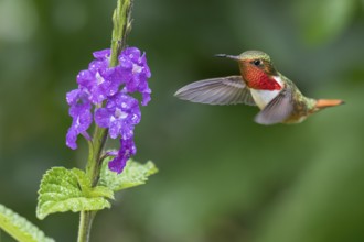 Scintillant Hummingbird (Selasphorus scintilla) male flying while feeding at a flower, Panama
