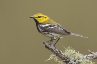 Black-throated Green Warbler (Setophaga virens), Maine, USA