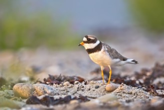 Common Ringed Plover (Charadrius hiaticula), Schleswig-Holstein, Germany