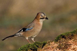 Eurasian Jay (Garrulus glandarius), Saxony-Anhalt, Germany