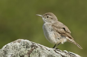 Rock Wren (Salpinctes obsoletus) male, Saskatchewan, Canada