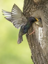 Common Starling (Sturnus vulgaris) feeding young in nest hole, Rhineland-Palatinate, Germany