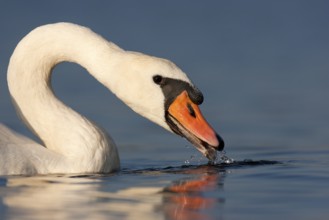 Mute Swan (Cygnus olor), Berlin, Germany