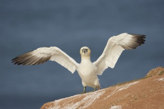 Northern Gannet (Morus bassanus), Schleswig-Holstein, Germany
