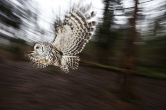 Barred Owl (Strix varia) female flying, British Columbia, Canada