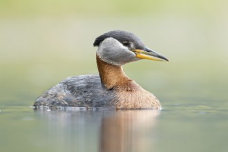 Red-necked Grebe (Podiceps grisegena), British Columbia, Canada