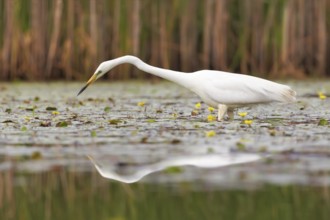 Great Egret (Ardea alba), Hortobagy, Hungary