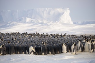 Emperor Penguin (Aptenodytes forsteri), Queen Maud Land, Antarctica