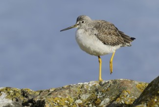 Greater Yellowlegs (Tringa melanoleuca), British Columbia, Canada