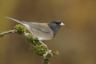 Oregon Junco (Junco hyemalis oreganus), British Columbia, Canada