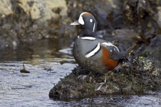 Harlequin Duck (Histrionicus histrionicus) male