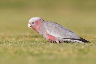 Galah (Eolophus roseicapilla) juvenile, Victoria, Australia