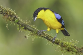 Blue-winged Mountain Tanager (Anisognathus somptuosus), Ecuador