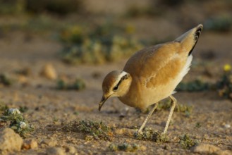 Cream-colored Courser (Cursorius cursor), Fuerteventura, Spain