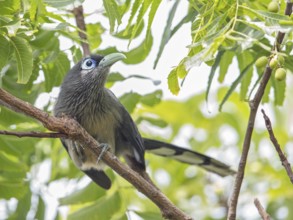 Blue-faced Malkoha (Phaenicophaeus viridirostris), Sri Lanka