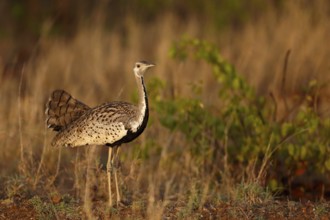 Black-bellied Bustard (Lissotis melanogaster) male, Kruger National Park, South Africa