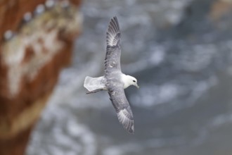 Northern Fulmar (Fulmarus glacialis) flying, Schleswig-Holstein, Germany