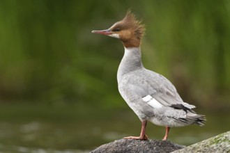 Common Merganser (Mergus merganser americanus), Alaska, USA