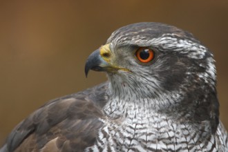Northern Goshawk (Accipiter gentilis) male, Utrecht, Netherlands