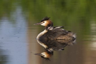 Great Crested Grebe (Podiceps cristatus) chick, South Holland, Netherlands