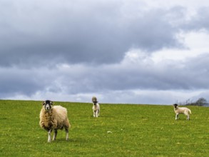Sheeps, Pooley Bridge, Ullswater Lake, Lake District National Park, Cumbria, England, United