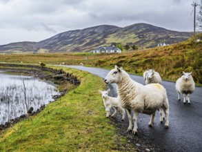 Sheep and farms on Isle of Sky, Scotland, UK