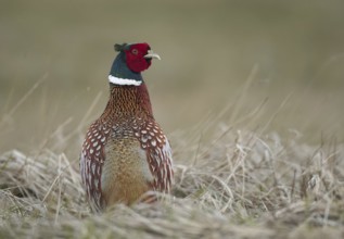 Common Pheasant (Phasianus colchicus) male, Schleswig-Holstein, Germany