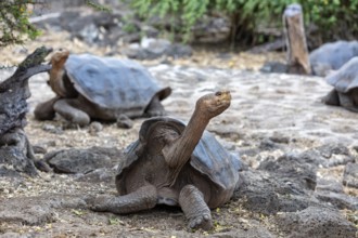 Giant tortoise (Chelonoidis nigra), Santa Cruz, Galapagos, Ecuador