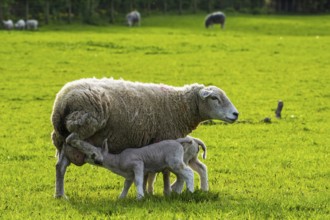 Sheep and farm in Lake District National Park, Coniston Water, Cumbria, England, United Kingdom