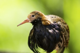 Ruff (Calidris pugnax) male, portrait, captive, Zoo Augsburg, Germany