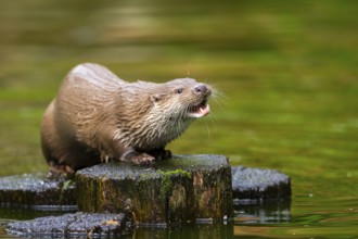 Eurasian otter (Lutra lutra) on an old tree trunk in the water, Bavaria, Germany