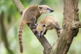 South American coati (Nasua nasua) youngsters klimbing in a tree, captive, Zoo Augsburg